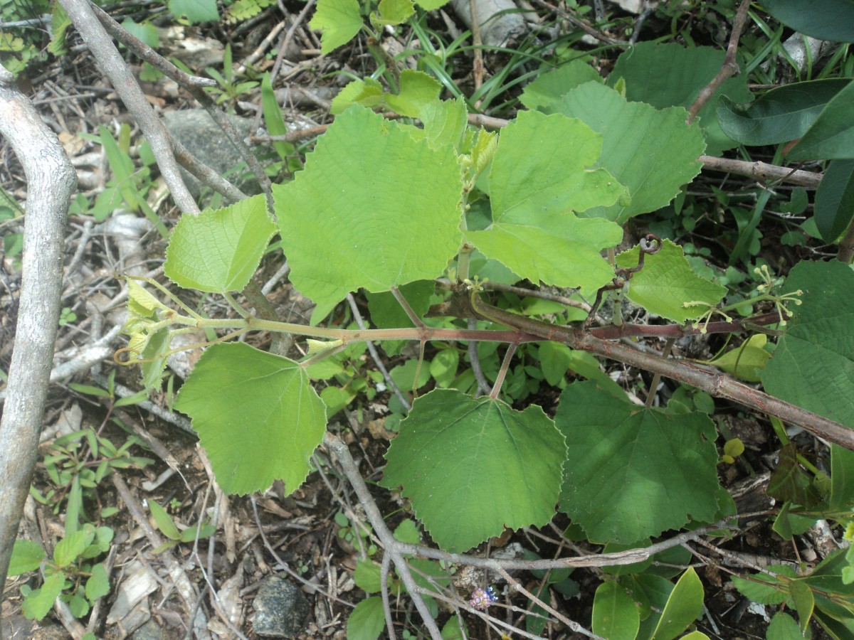 Cissus vitiginea L.